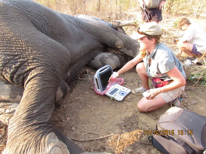 Elliot Treating an Elephant