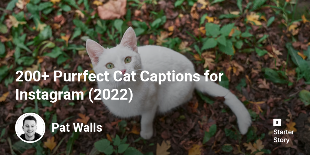 200+ Purrfect Cat Captions for Instagram (2025)