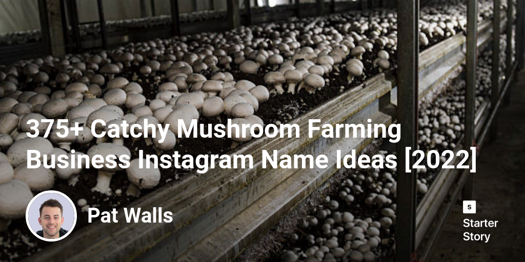 375+ Catchy Mushroom Farming Business Instagram Name Ideas [2024]