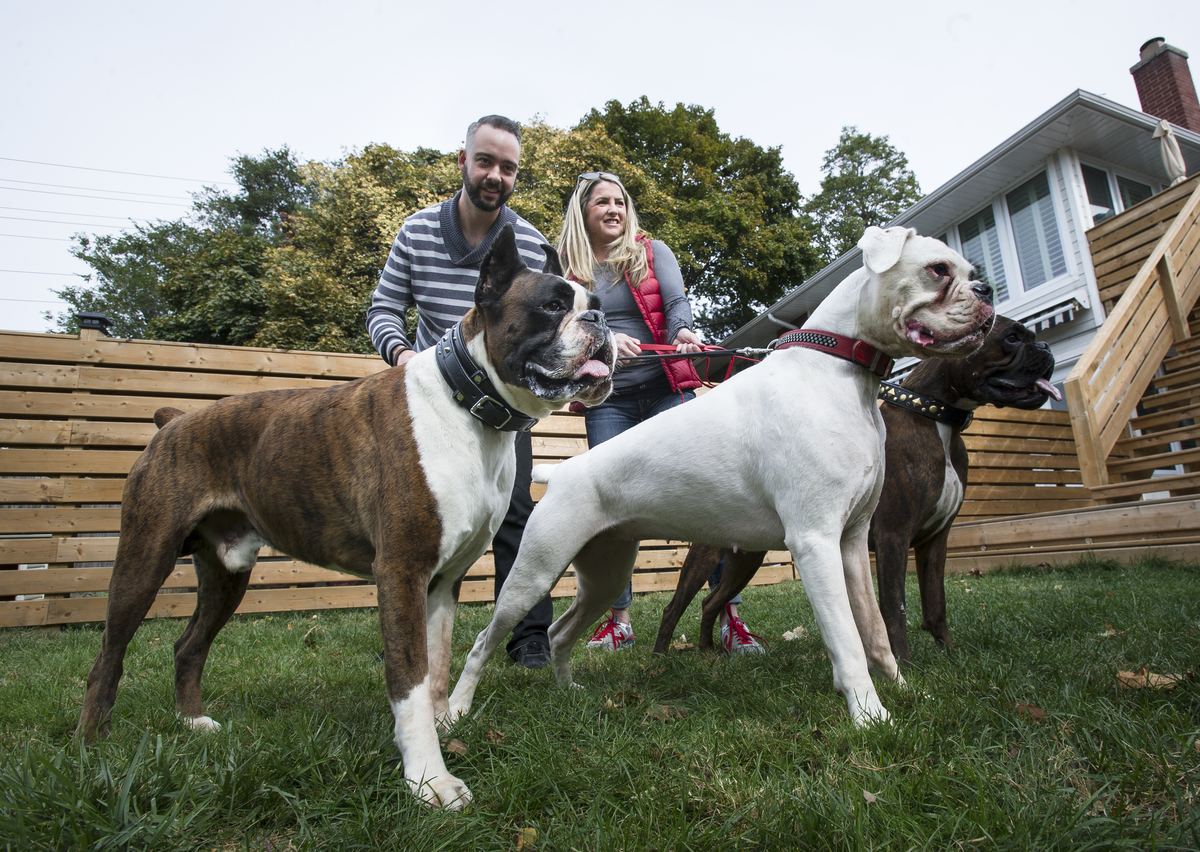 how-two-friends-started-a-healthy-dog-treat-business