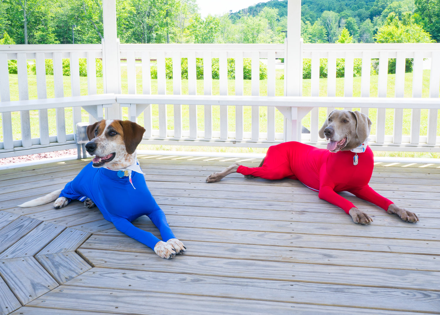the-shed-defender-70k-per-month-selling-onesies-for-dogs