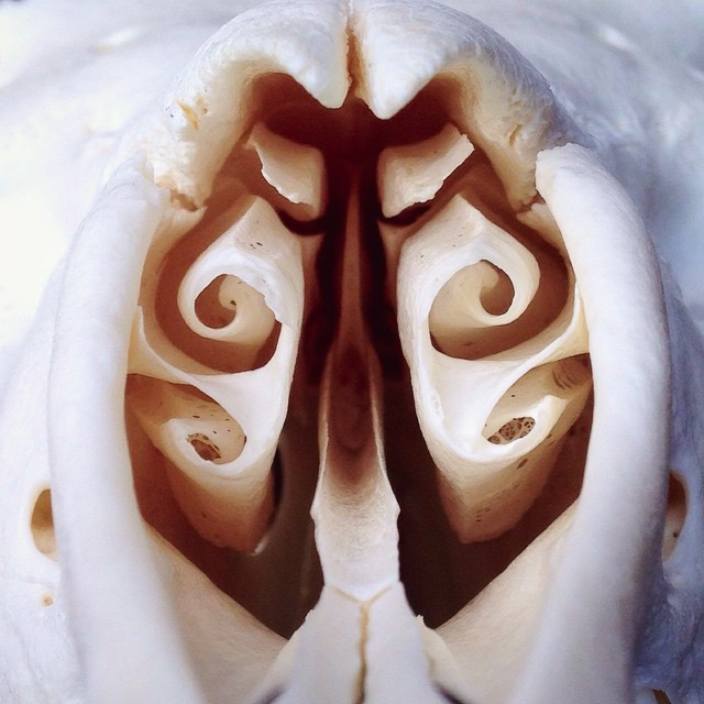 how-i-started-a-successful-side-business-cleaning-animal-skulls