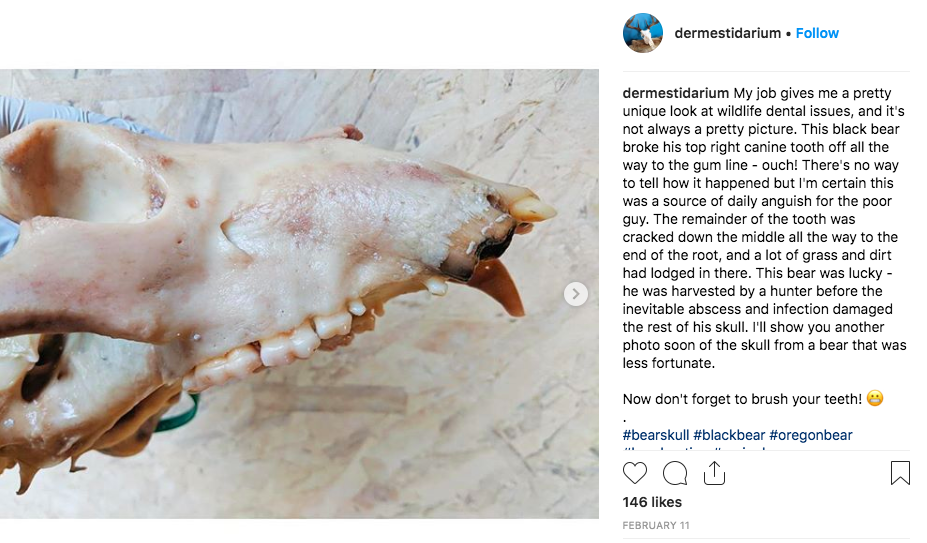 how-i-started-a-successful-side-business-cleaning-animal-skulls