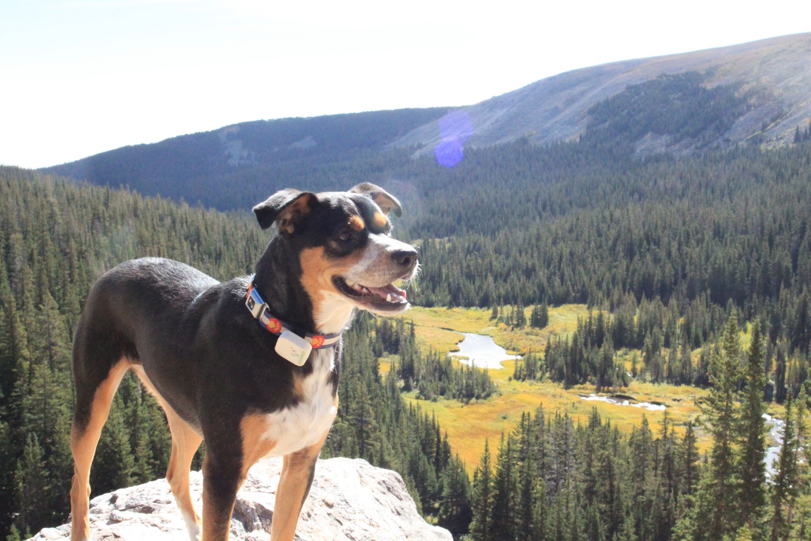 how-i-created-and-launched-a-fitbit-for-dogs
