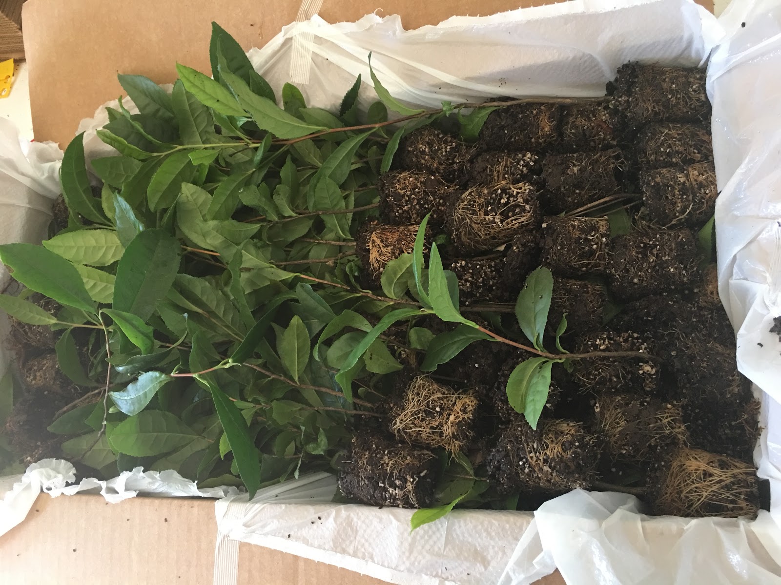 how-i-started-a-5k-month-backyard-plant-nursery-business