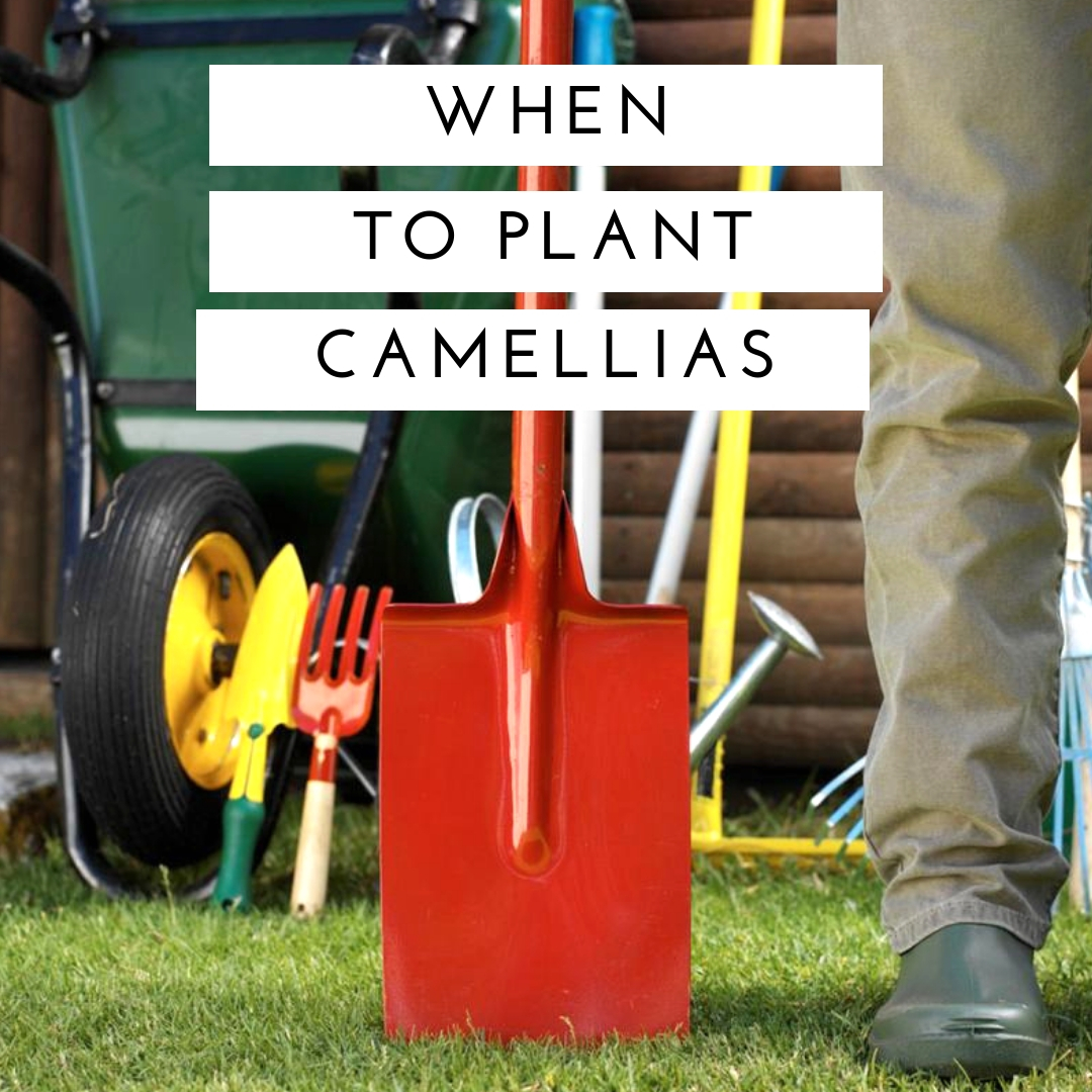how-i-started-a-5k-month-backyard-plant-nursery-business