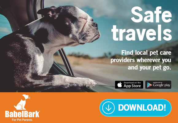 how-a-simple-idea-turned-into-a-pet-platform-with-thousands-of-users