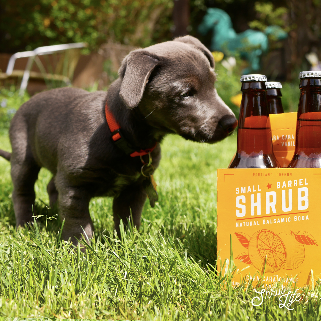 how-i-conquered-my-alcoholism-and-built-a-non-alcoholic-beverage-brand