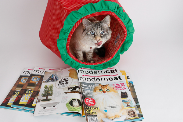 on-creating-modern-cat-bed-designs