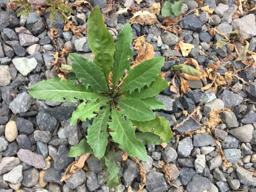 on-creating-easy-organic-weed-contol