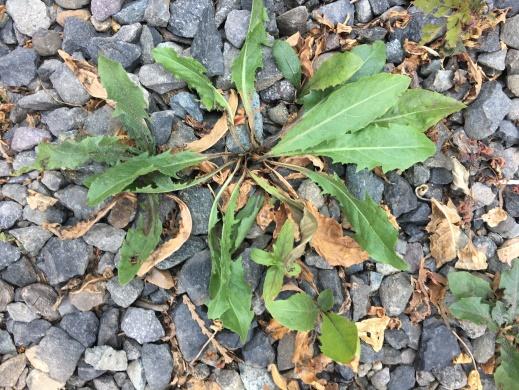 on-creating-easy-organic-weed-contol