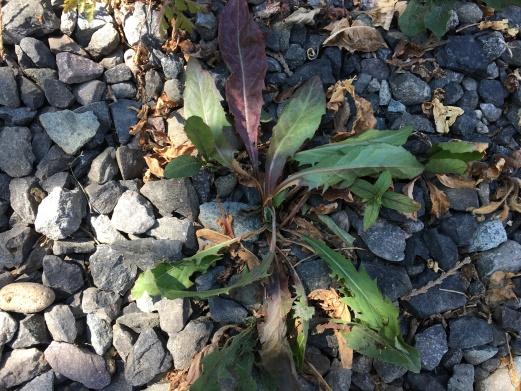 on-creating-easy-organic-weed-contol