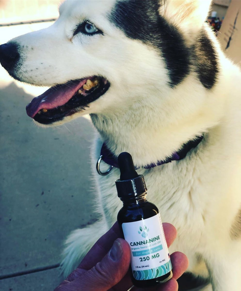 how-we-started-a-1-2m-month-lifestyle-store-for-dog-owners