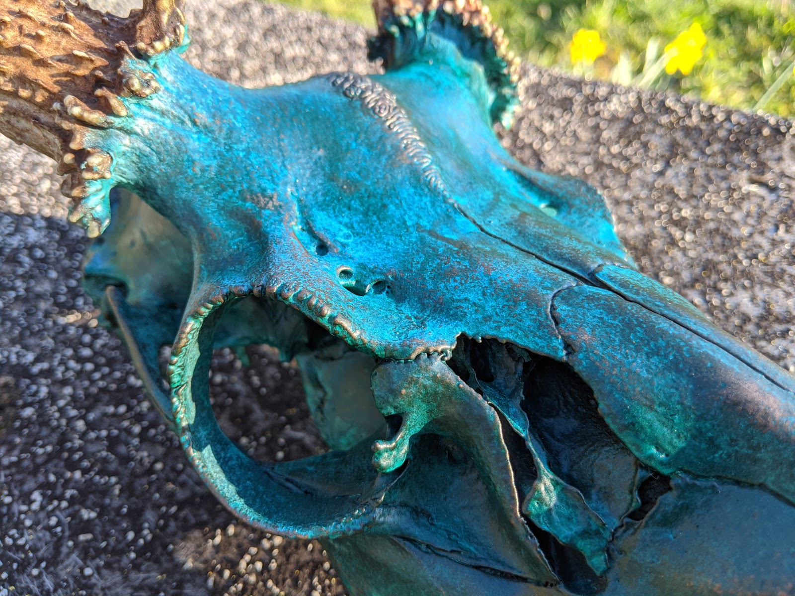 on-growing-my-cleaning-animal-skulls-business-by-30