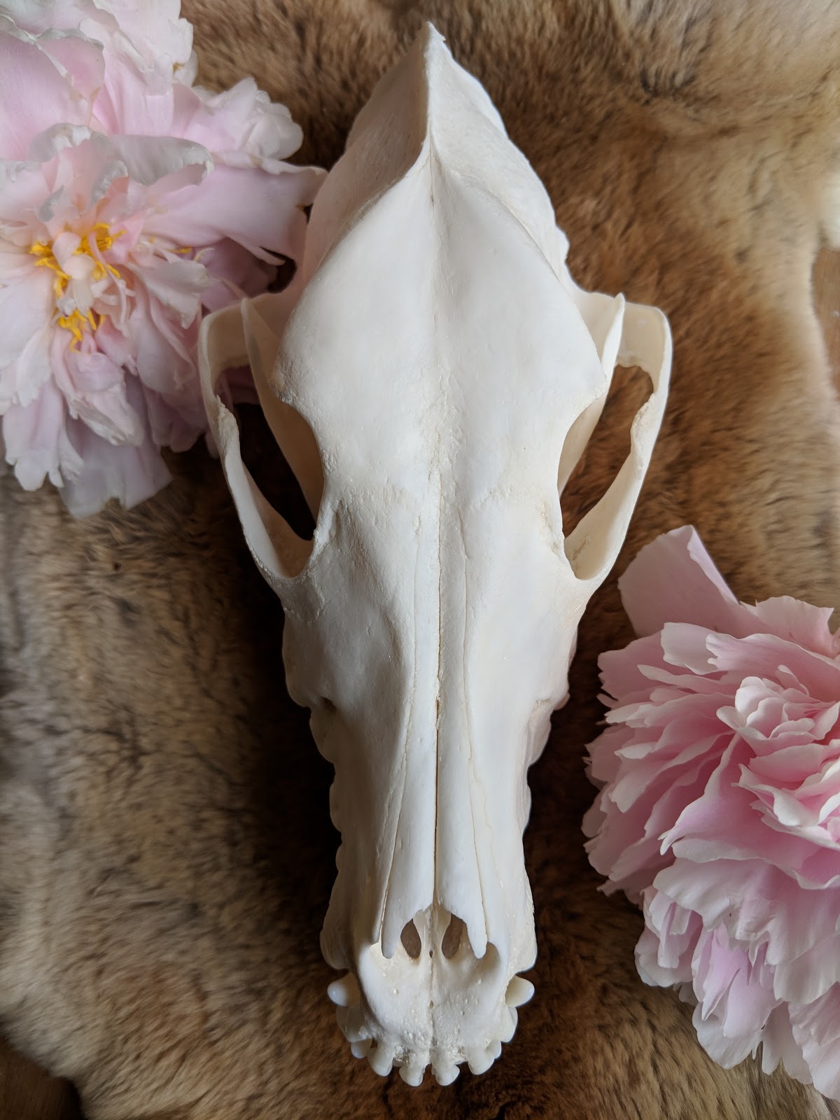 on-growing-my-cleaning-animal-skulls-business-by-30