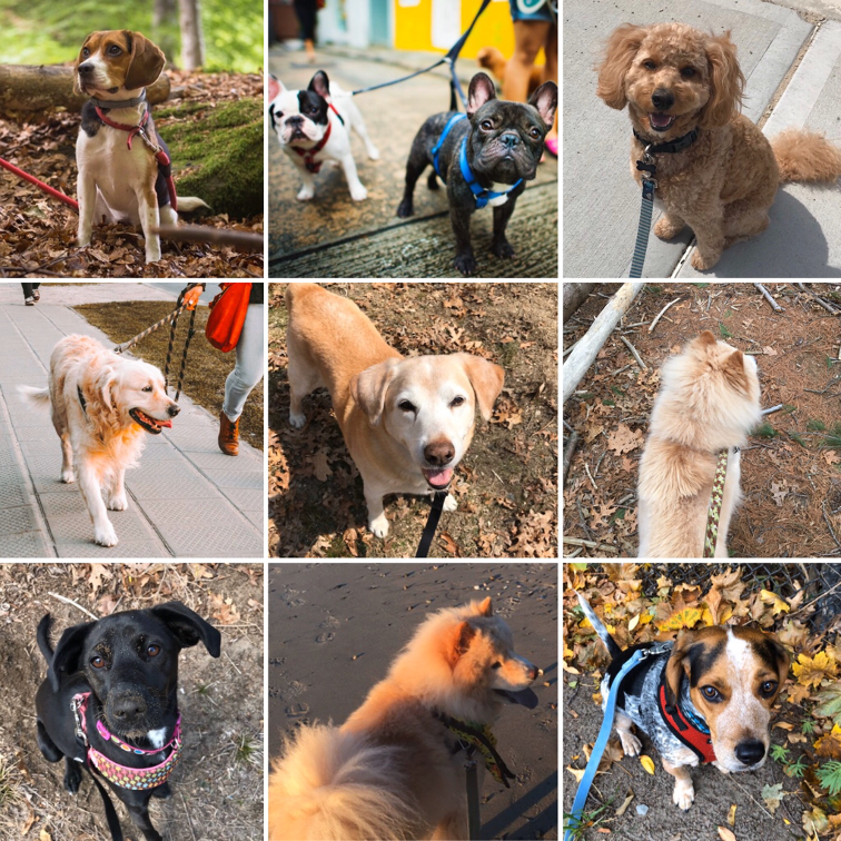 how-i-started-a-54k-month-pet-sitting-and-dog-walking-business