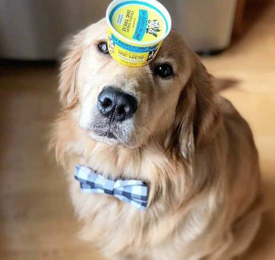 on-starting-a-frozen-yogurt-dog-treats-business