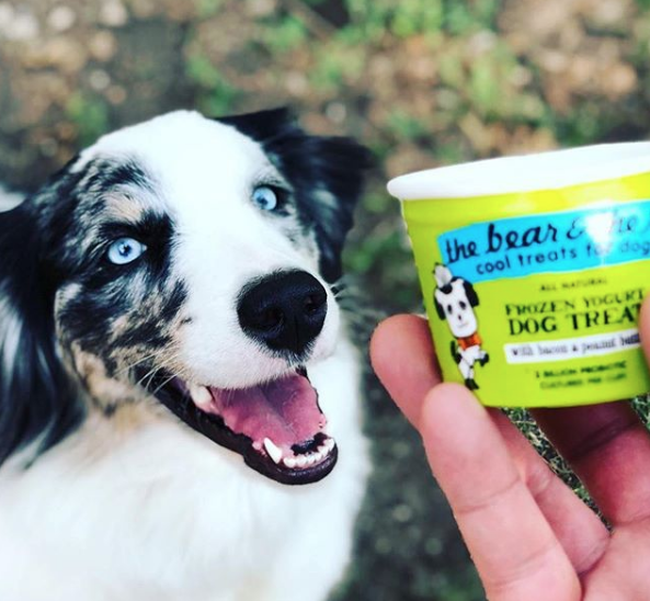 on-starting-a-frozen-yogurt-dog-treats-business