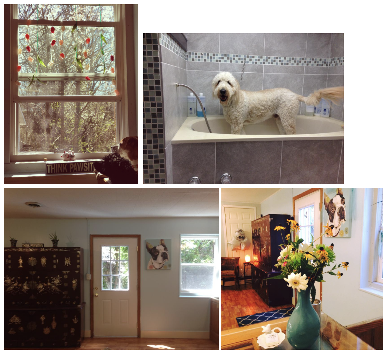 how-i-started-a-20k-month-pet-spa-that-provides-a-more-comfortable-grooming-experience