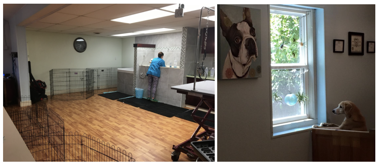 how-i-started-a-20k-month-pet-spa-that-provides-a-more-comfortable-grooming-experience