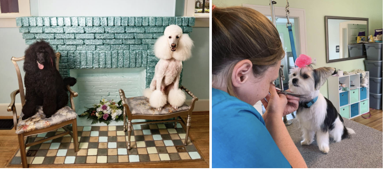 how-i-started-a-20k-month-pet-spa-that-provides-a-more-comfortable-grooming-experience