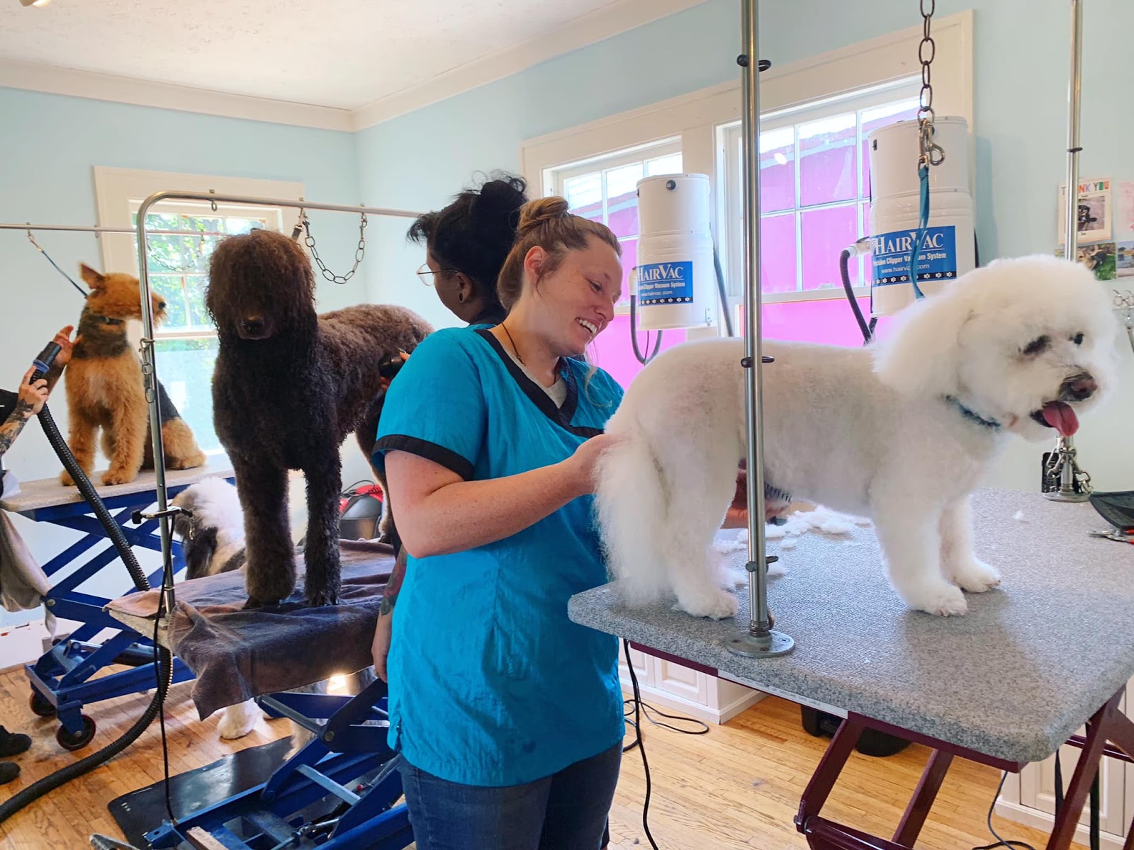 how-i-started-a-20k-month-pet-spa-that-provides-a-more-comfortable-grooming-experience