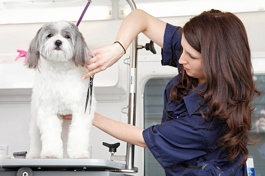 how-these-two-friends-started-a-250k-month-professional-pet-care-business