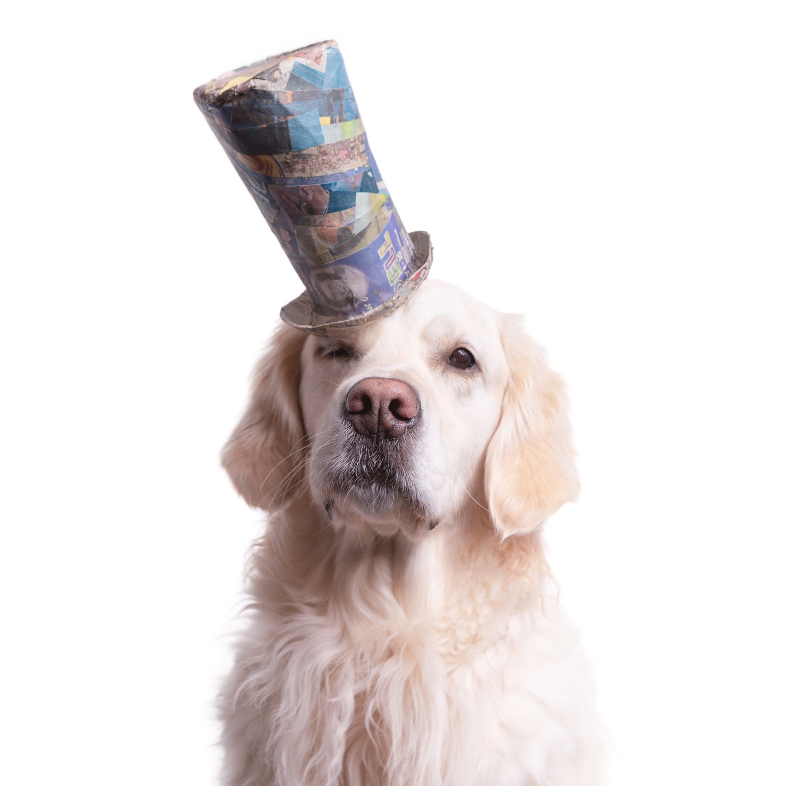 how-i-started-a-10k-month-pet-photography-studio