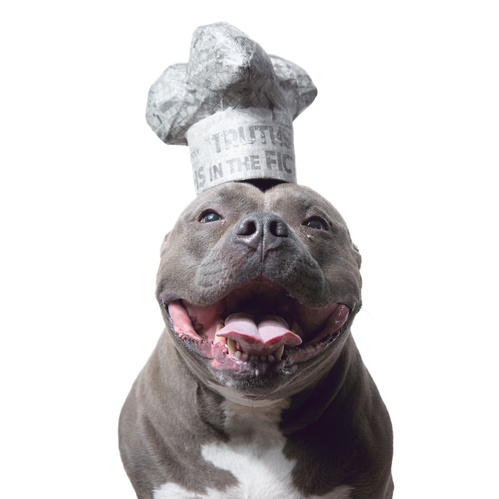 how-i-started-a-10k-month-pet-photography-studio