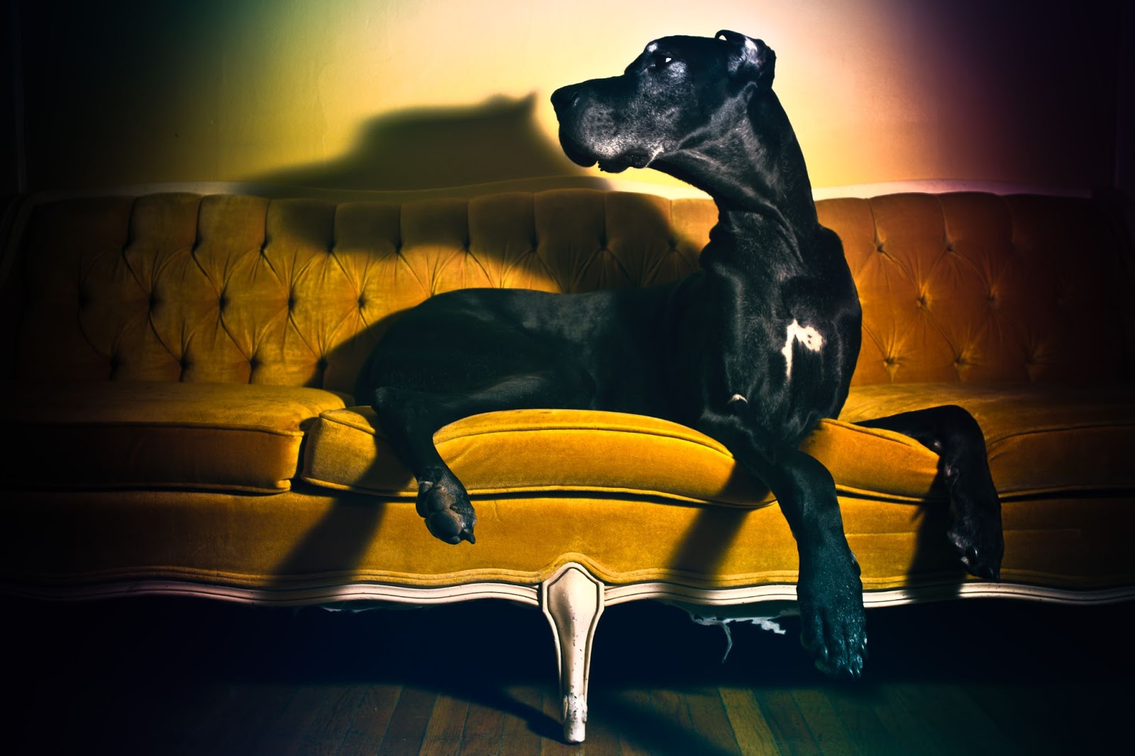 how-i-started-a-10k-month-pet-photography-studio