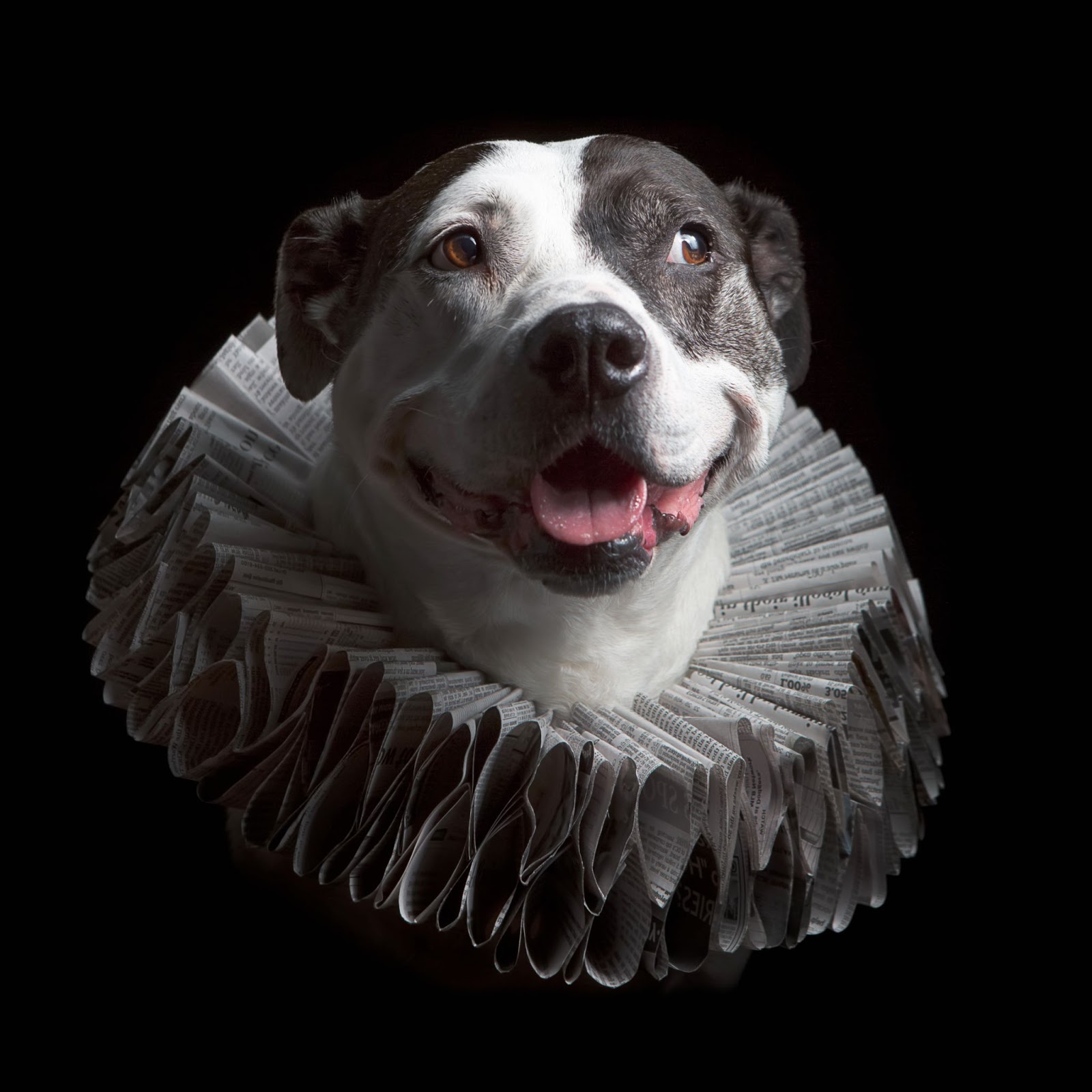 how-i-started-a-10k-month-pet-photography-studio