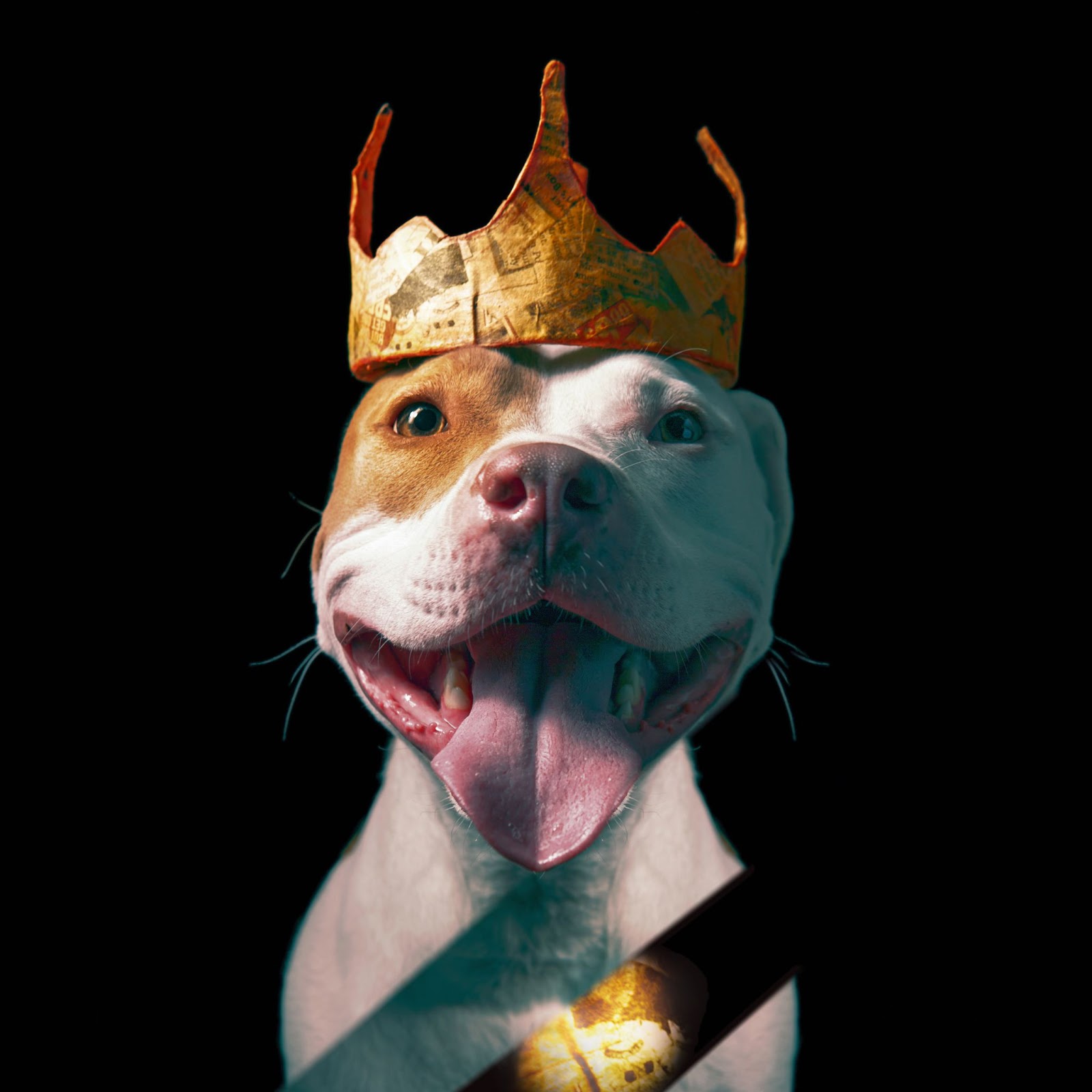 how-i-started-a-10k-month-pet-photography-studio