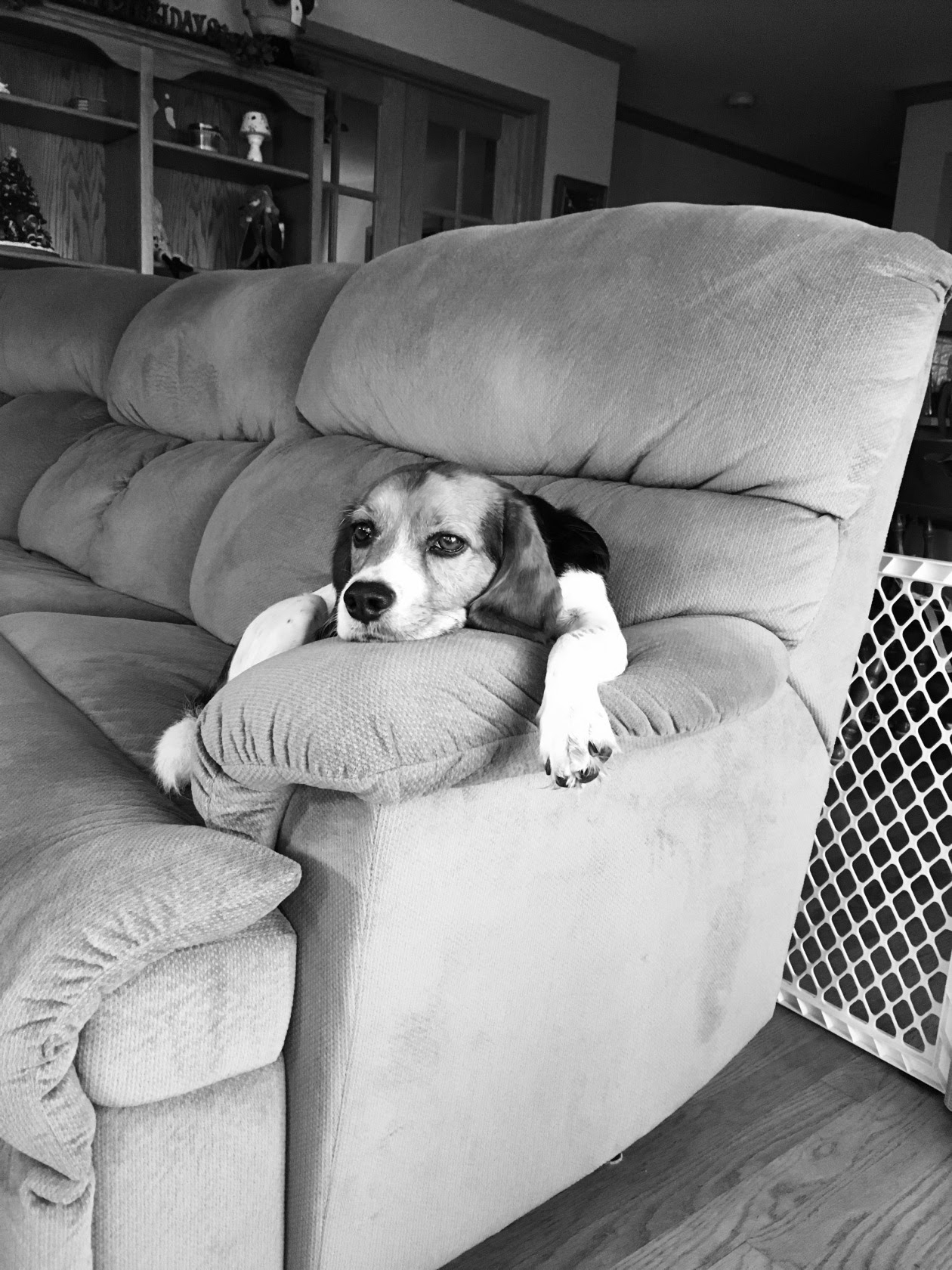 i-turned-my-love-for-animals-into-a-growing-dog-training-business