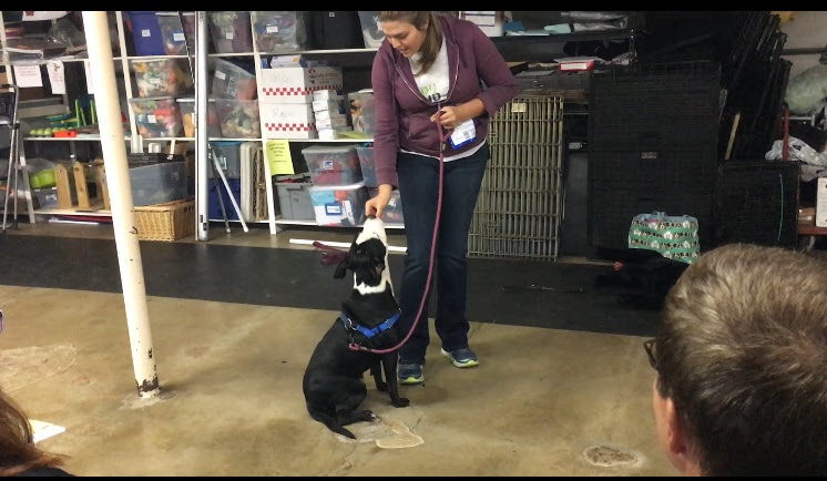 i-turned-my-love-for-animals-into-a-growing-dog-training-business