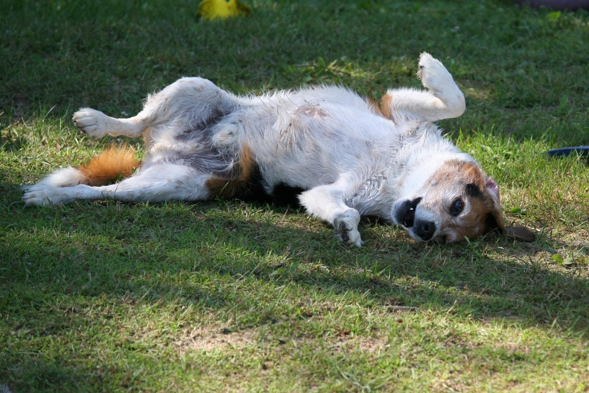 i-turned-my-love-for-animals-into-a-growing-dog-training-business
