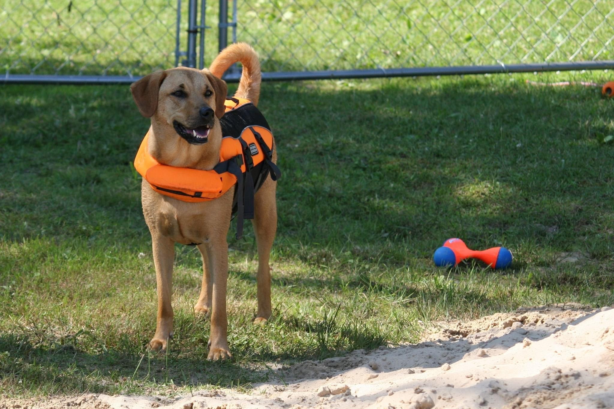 i-turned-my-love-for-animals-into-a-growing-dog-training-business