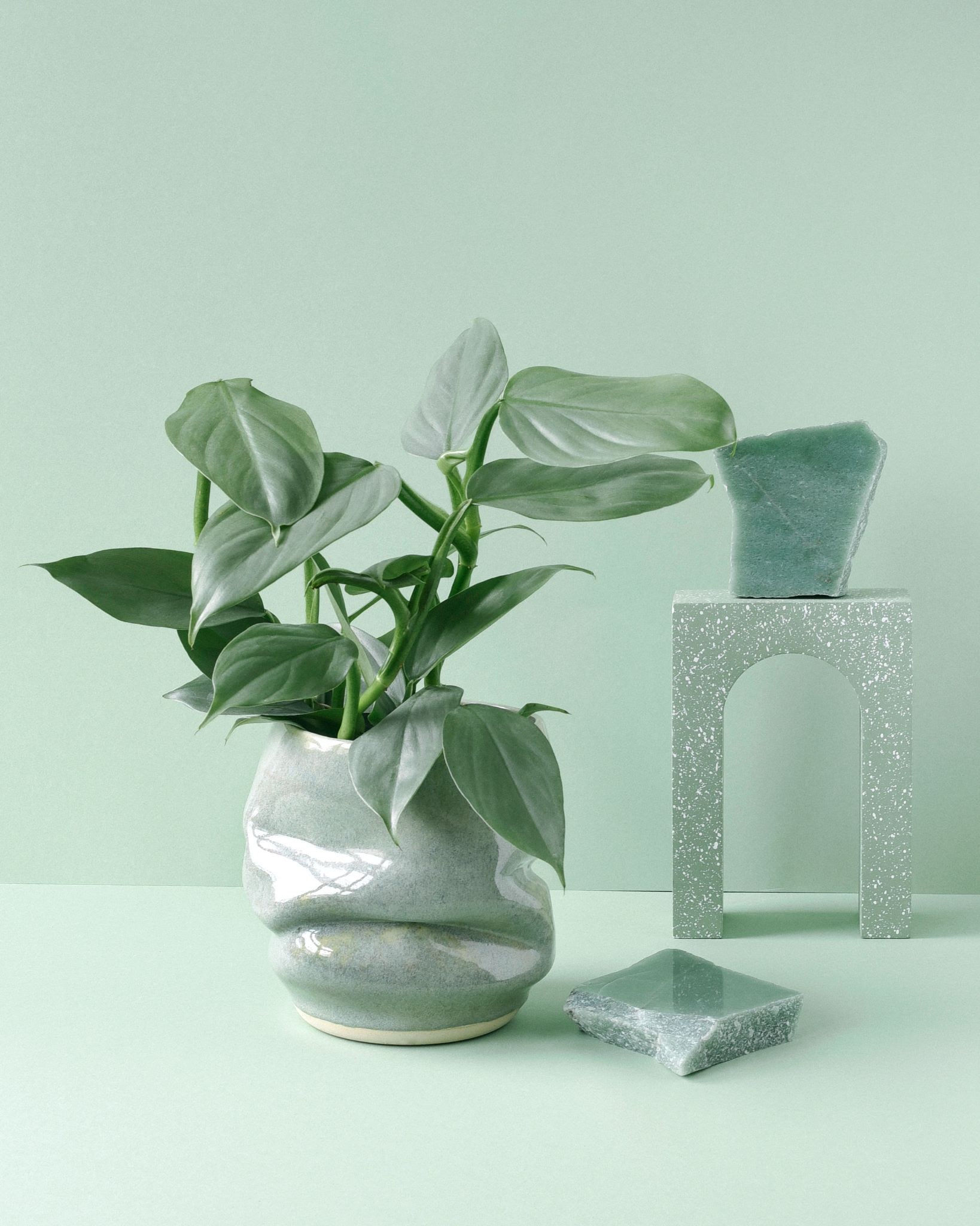 i-turned-my-plant-passion-into-a-1-2m-year-online-plant-store