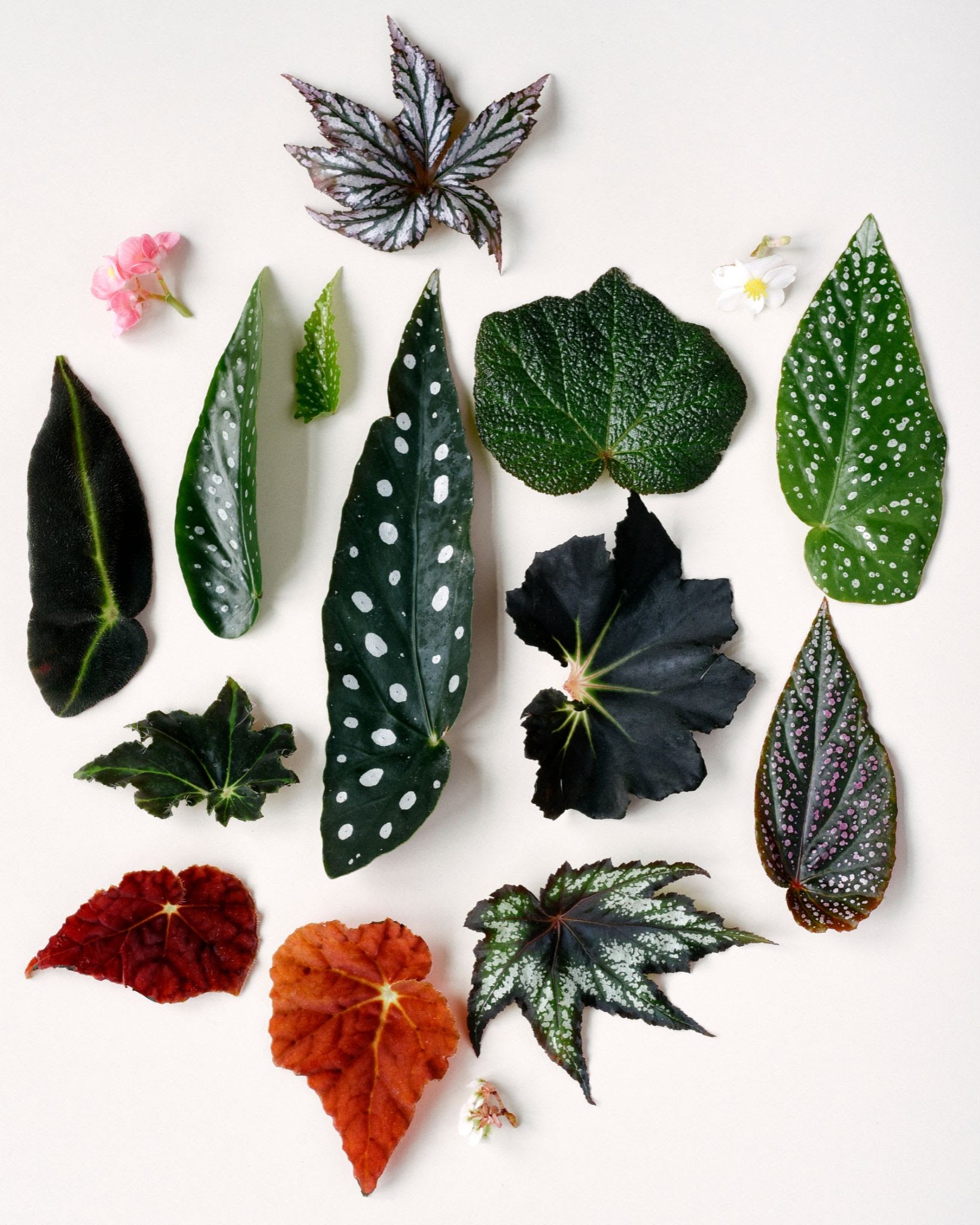 i-turned-my-plant-passion-into-a-1-2m-year-online-plant-store
