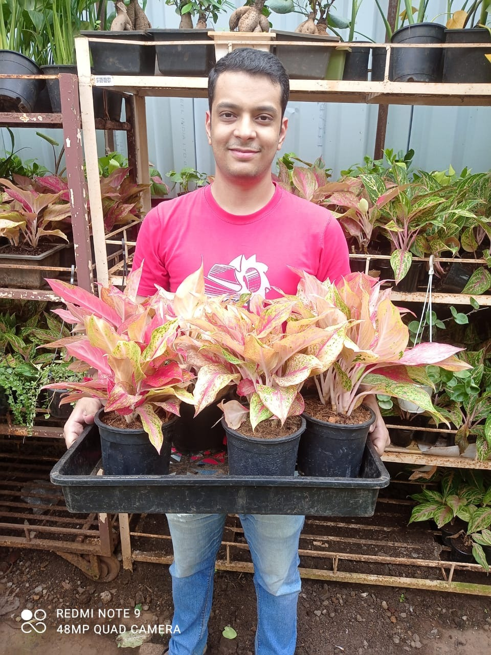from-investment-banker-to-starting-a-350k-year-plants-ecommerce
