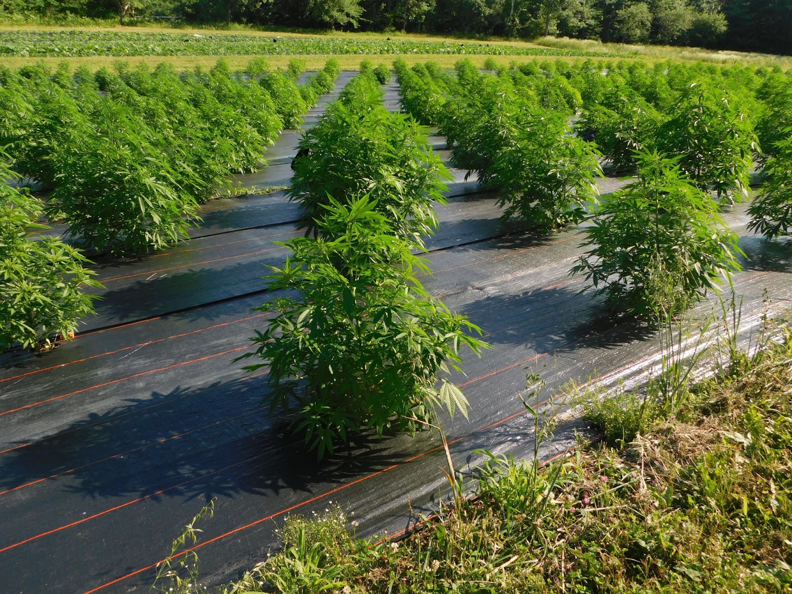 these-female-founders-started-a-216k-year-handcrafted-cbd-product
