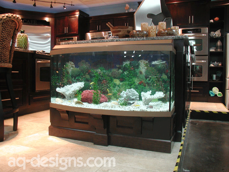 the-aquarium-maintenance-business-designing-installing-and-maintaining-aquariums-for-profit