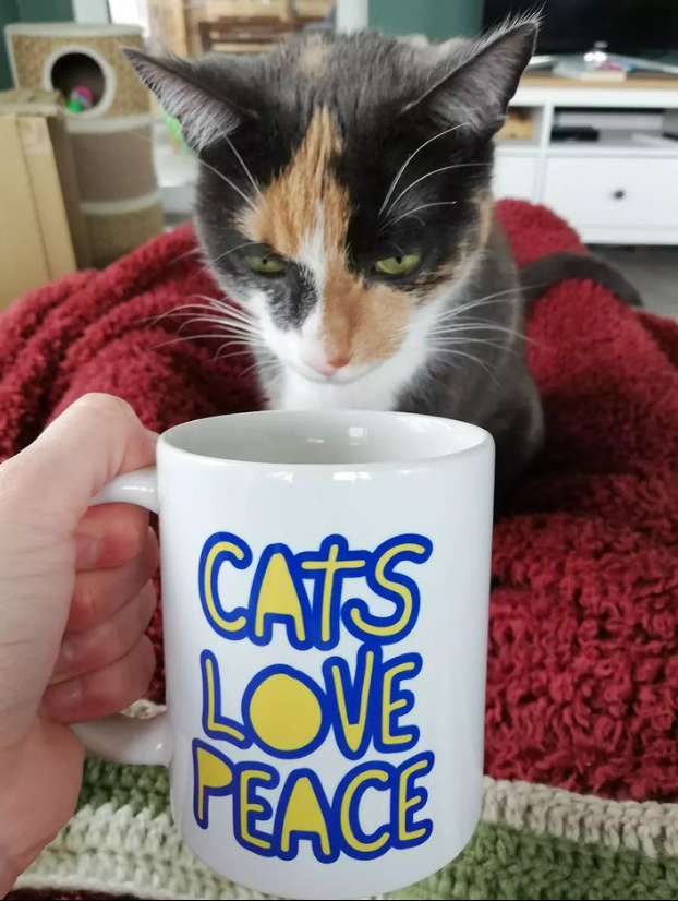 catsiverse