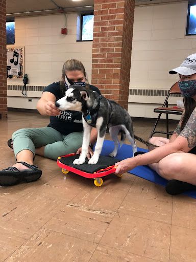 happy-hound-university