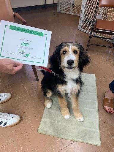 happy-hound-university
