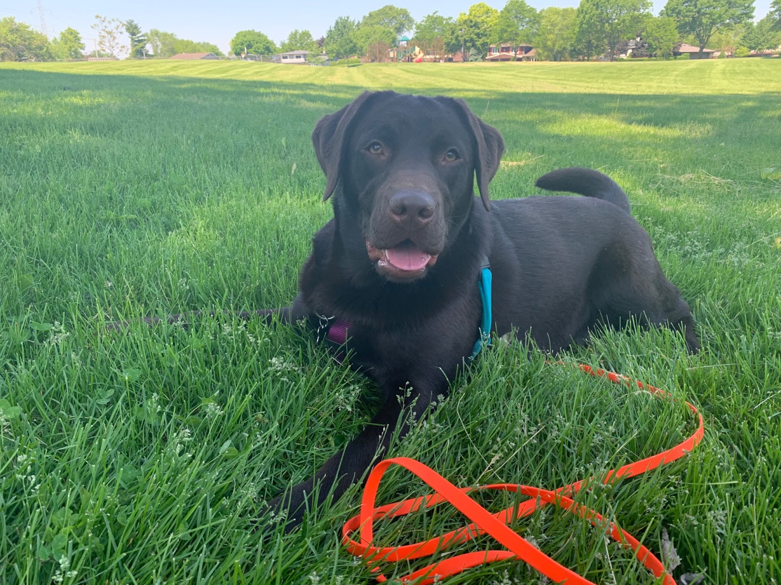 happy-hound-university