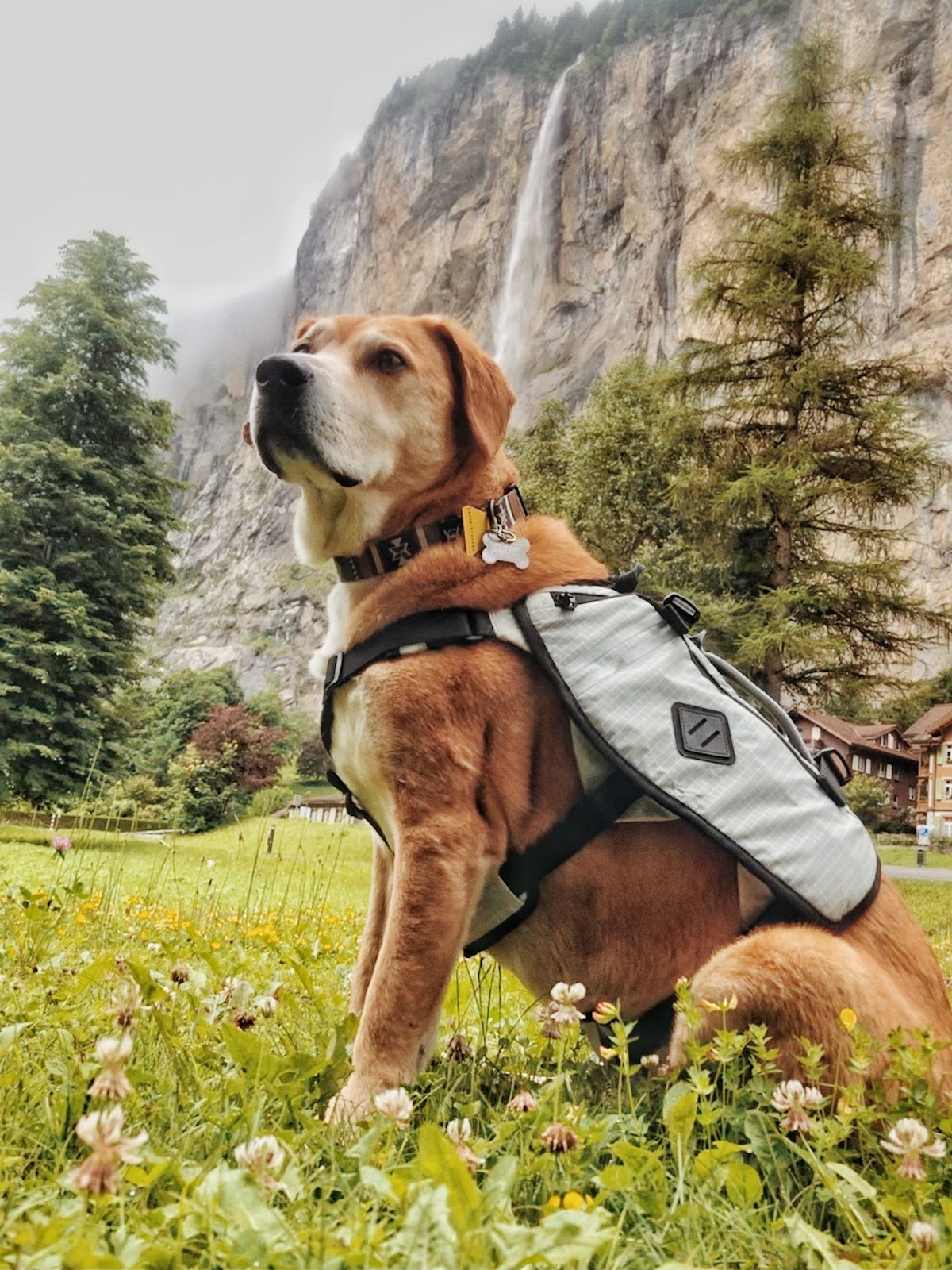 dogpak