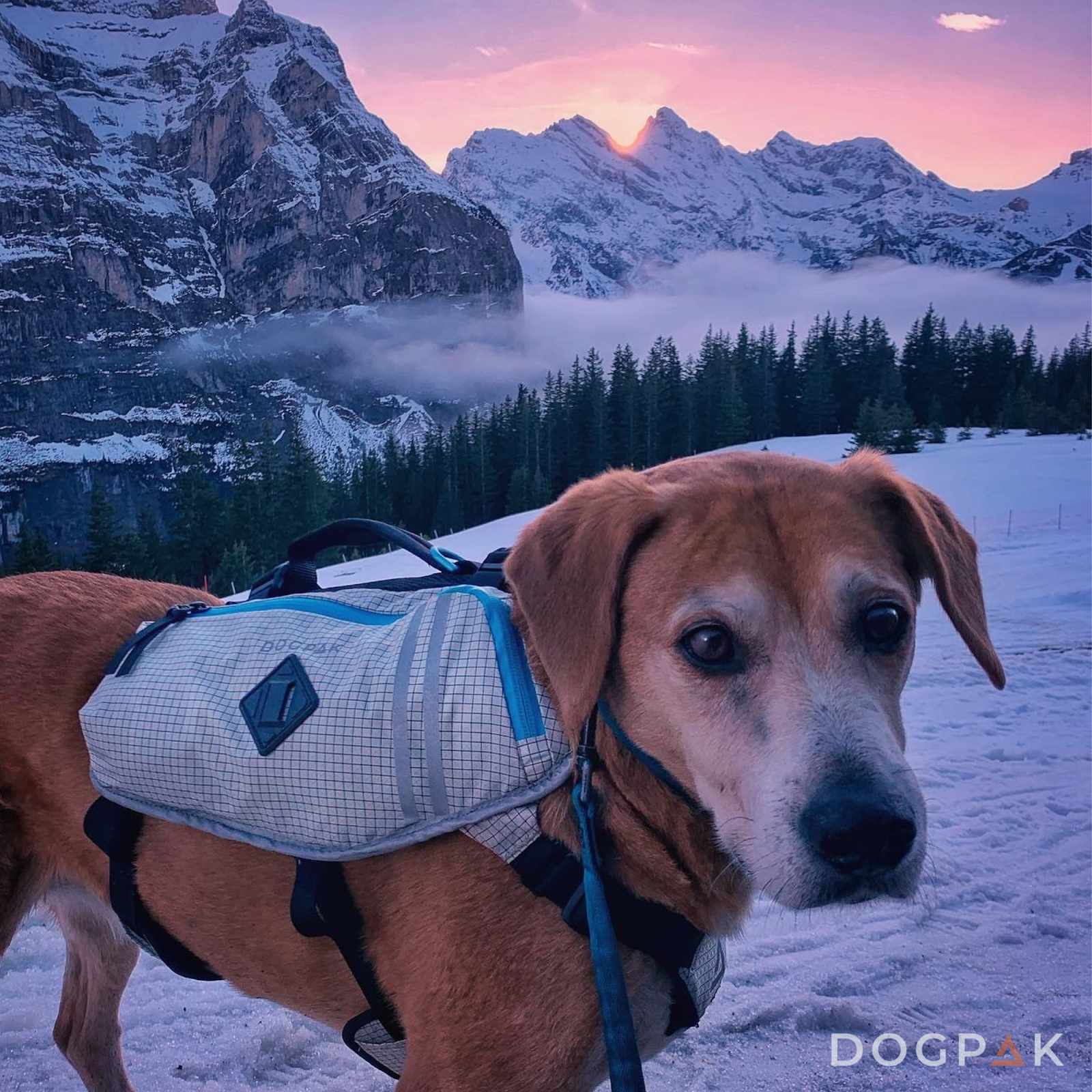 dogpak
