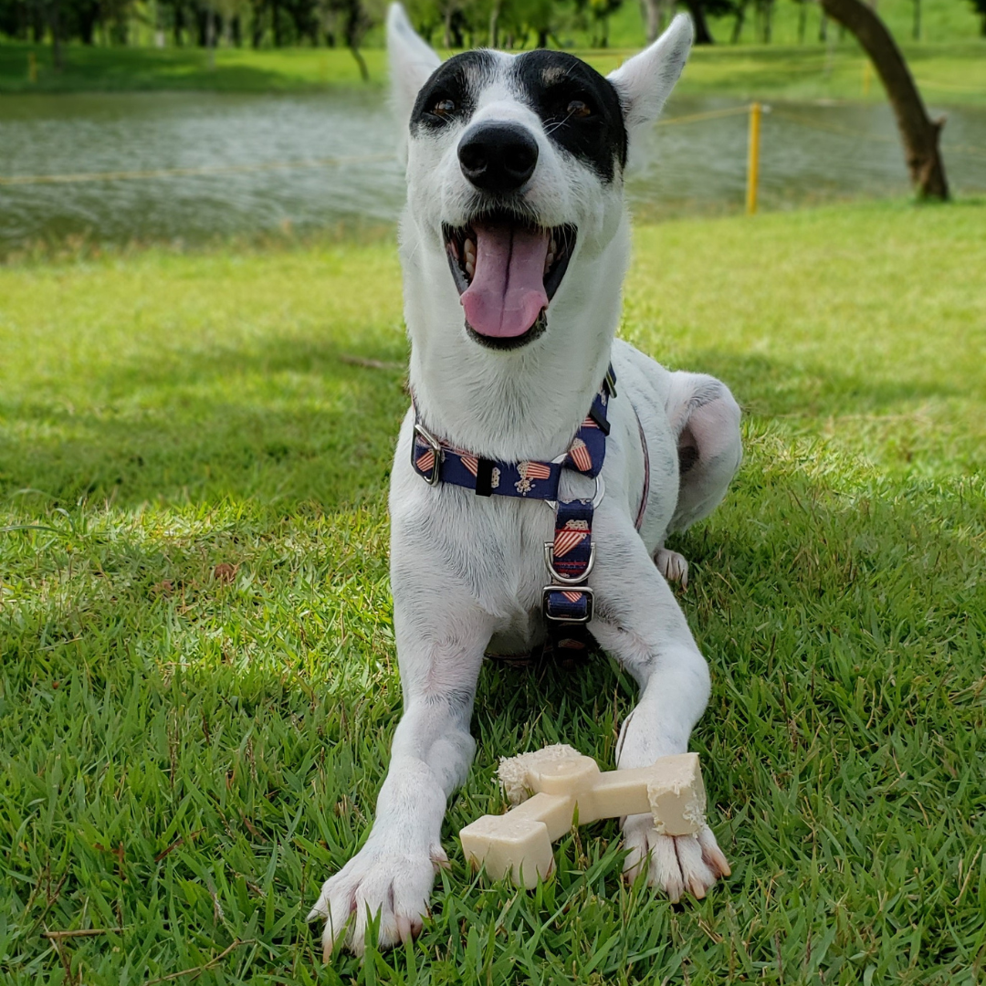 bullibone