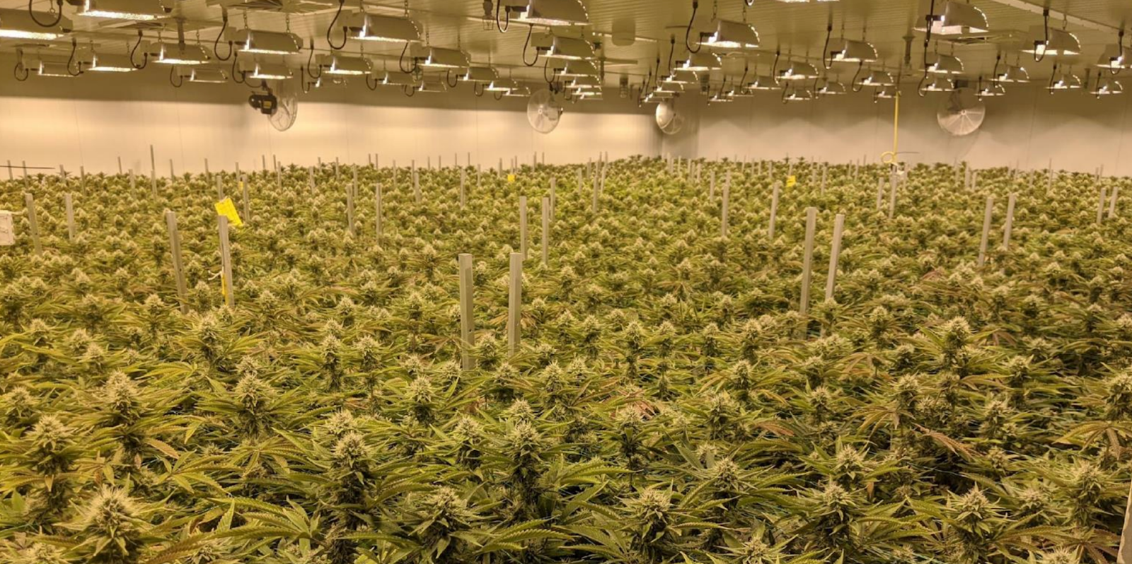 growers-house-d6954aa0-6753-4319-9e23-c1eceab9f3c0