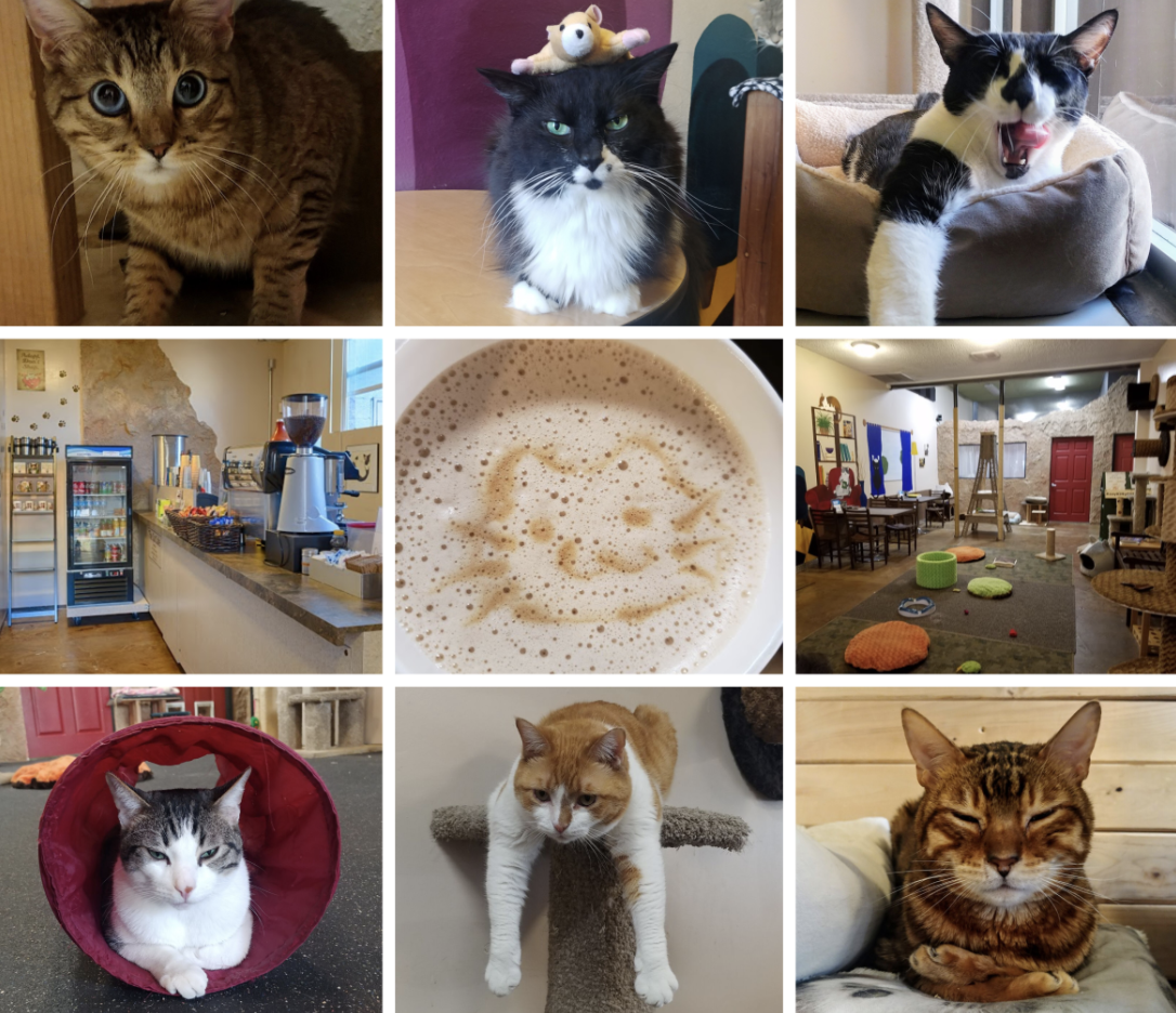 the-cat-cafe